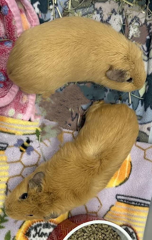 Twila & Spirit, ADOPTABLE, Young Female Guinea Pig.