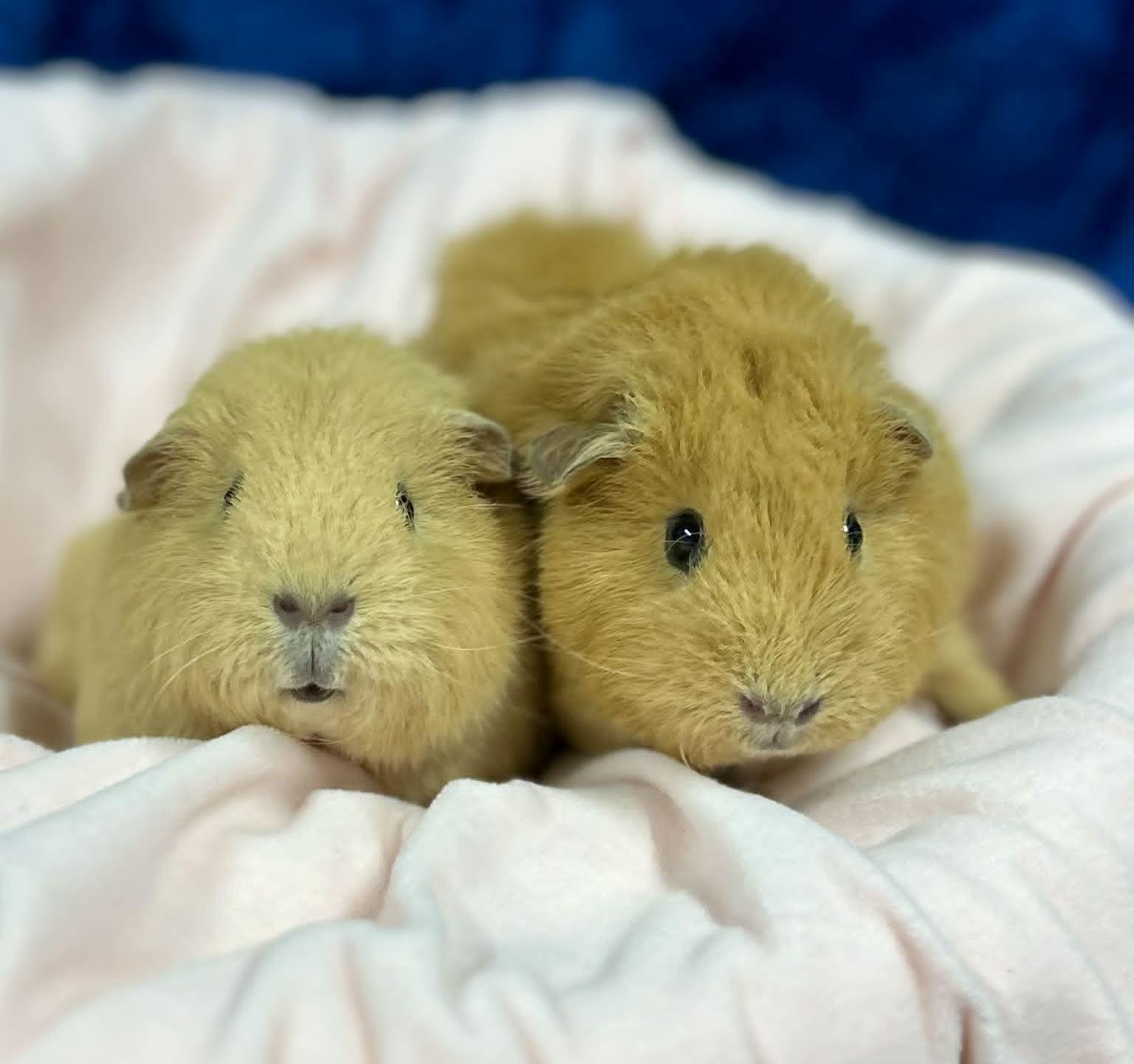 Twila & Lila, a ADOPTABLE Guinea Pig in Wakefield, RI image 5/5