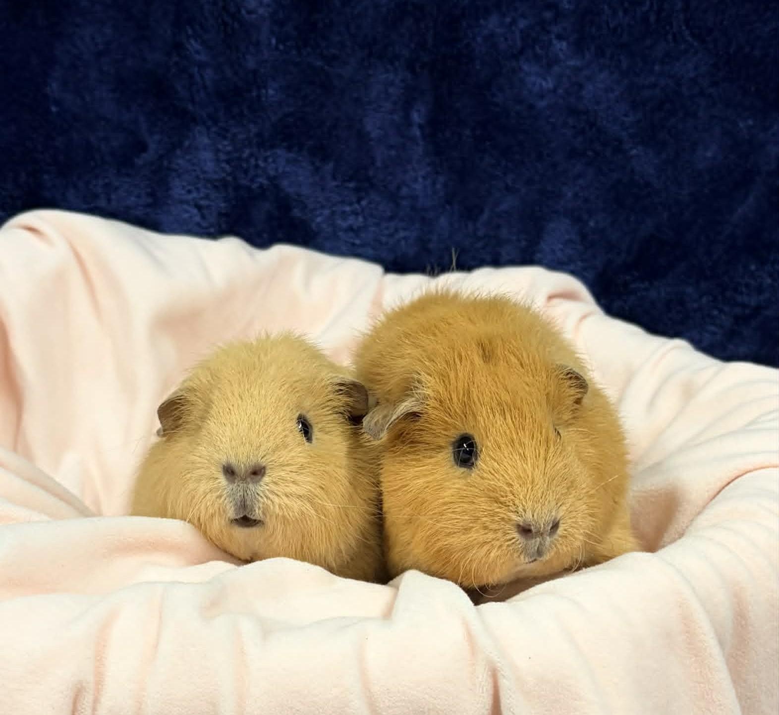 Twila & Lila, a ADOPTABLE Guinea Pig in Wakefield, RI image 2/5