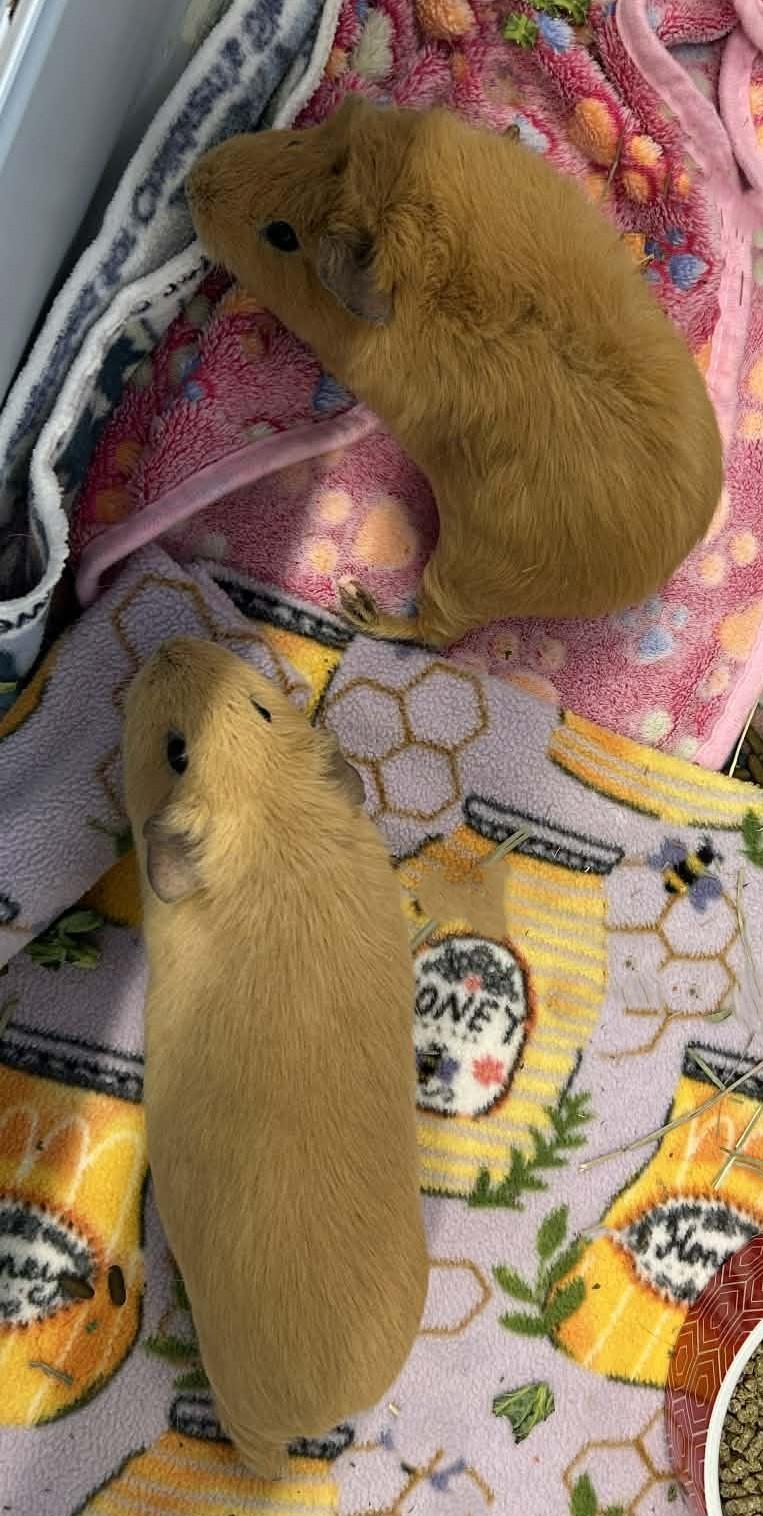 Enlarge Twila & Spirit, a ADOPTABLE Guinea Pig in Wakefield, RI image 2/3