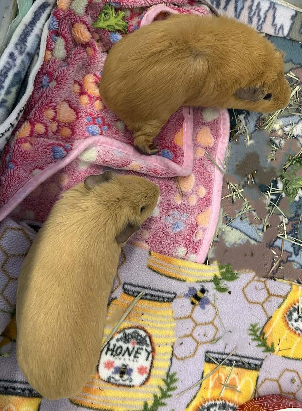 Enlarge Twila & Spirit, a ADOPTABLE Guinea Pig in Wakefield, RI image 3/3