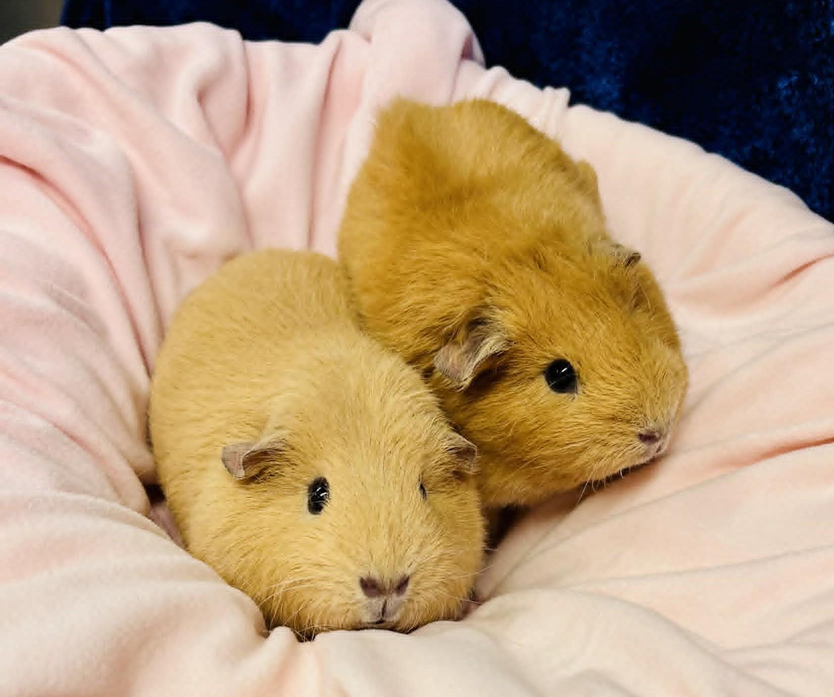 Twila & Lila, ADOPTABLE, Young Female Guinea Pig.