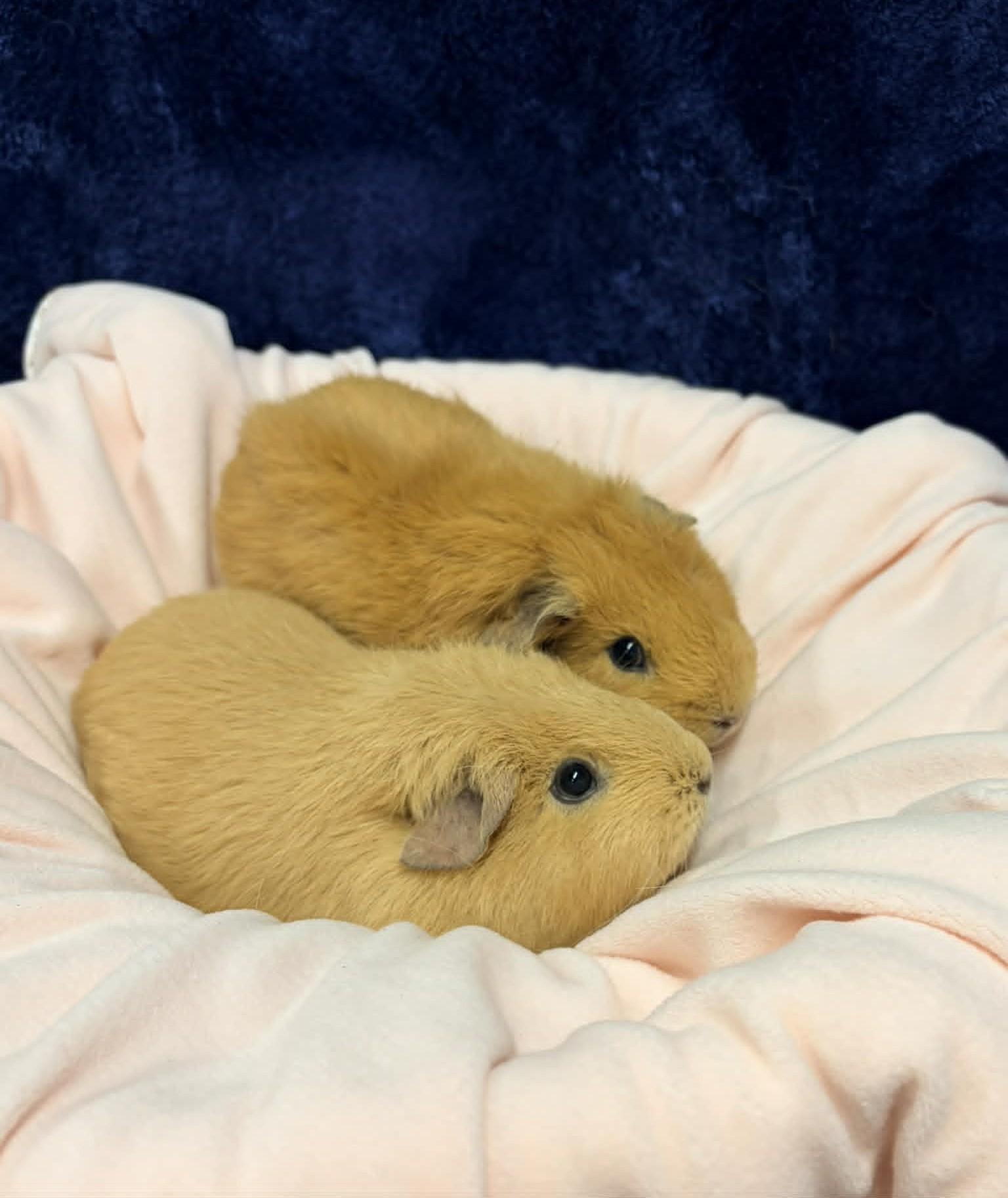 Twila & Lila, a ADOPTABLE Guinea Pig in Wakefield, RI image 4/5