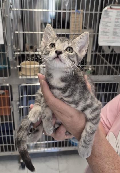 Enlarge Moonbeam, a Adoptable mixed breed in Venice, FL image 1/1