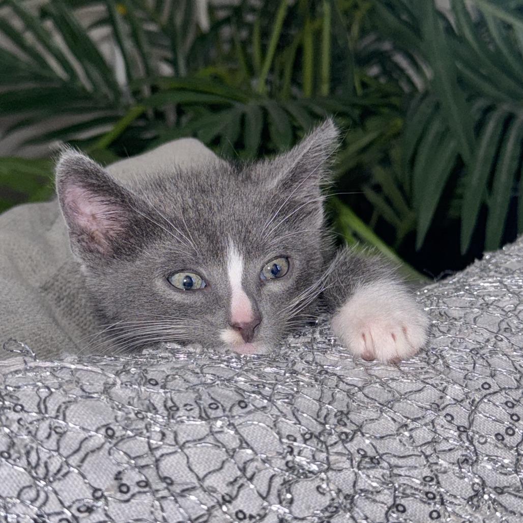 Cinco, a Adoptable Domestic Short Hair in Los Angeles, CA image 3/6