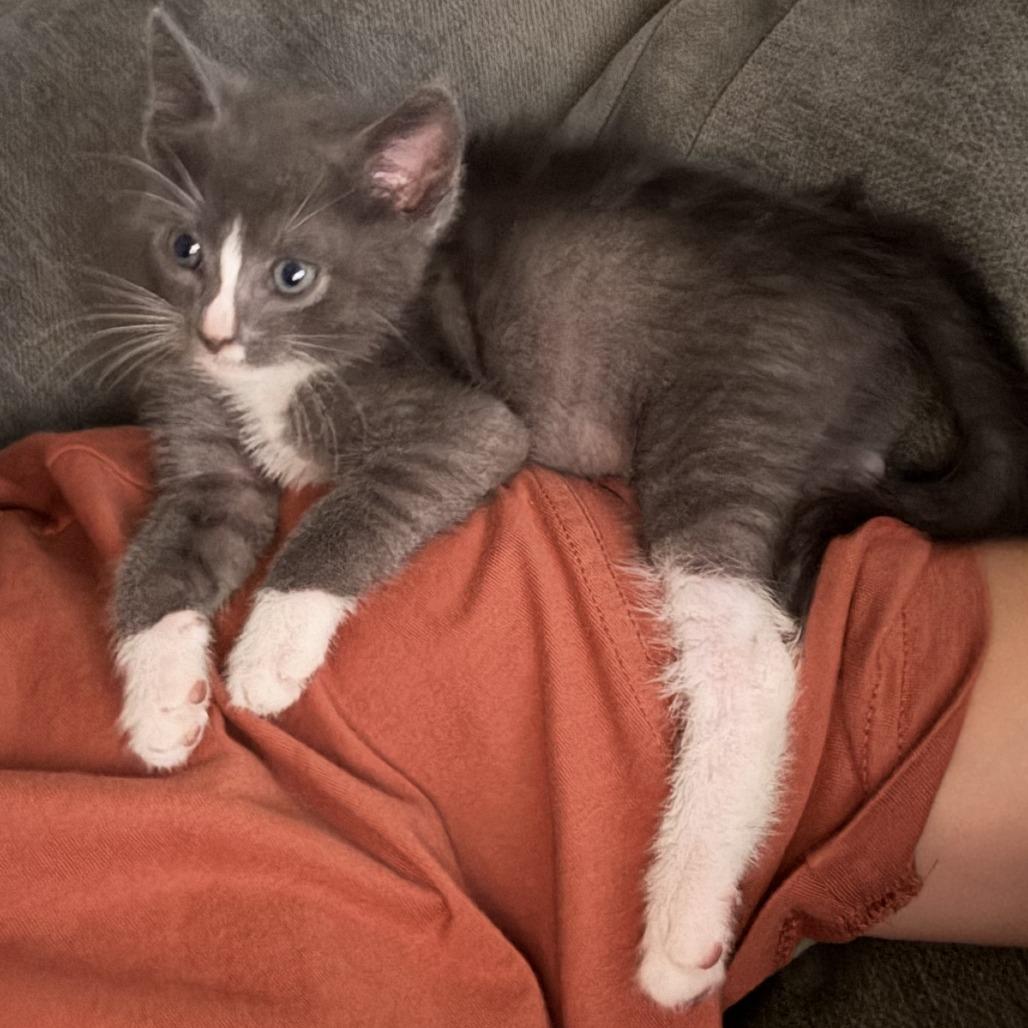 Cinco, a Adoptable Domestic Short Hair in Los Angeles, CA image 4/6