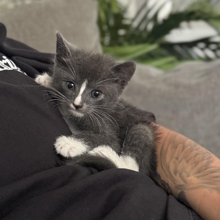 Cinco, a Adoptable Domestic Short Hair in Los Angeles, CA image 5/6