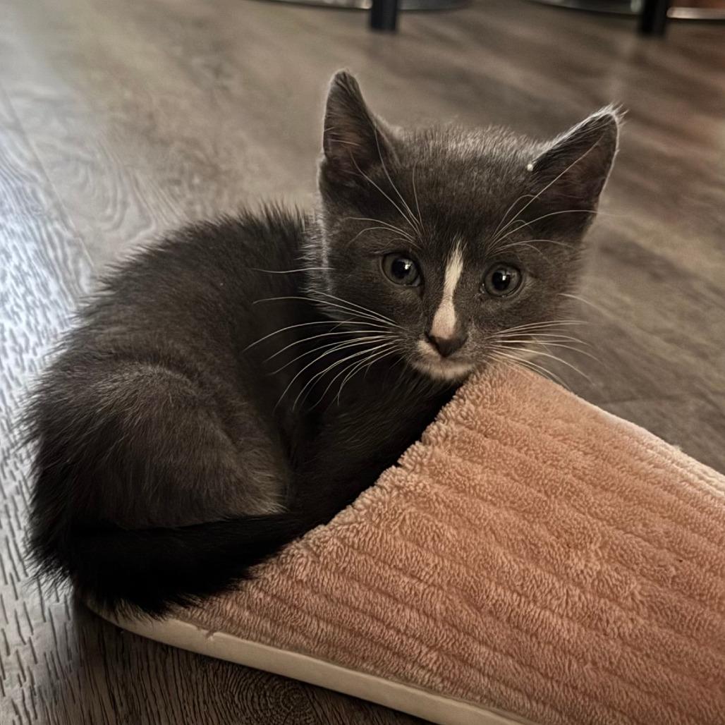 Cinco, a Adoptable Domestic Short Hair in Los Angeles, CA image 6/6