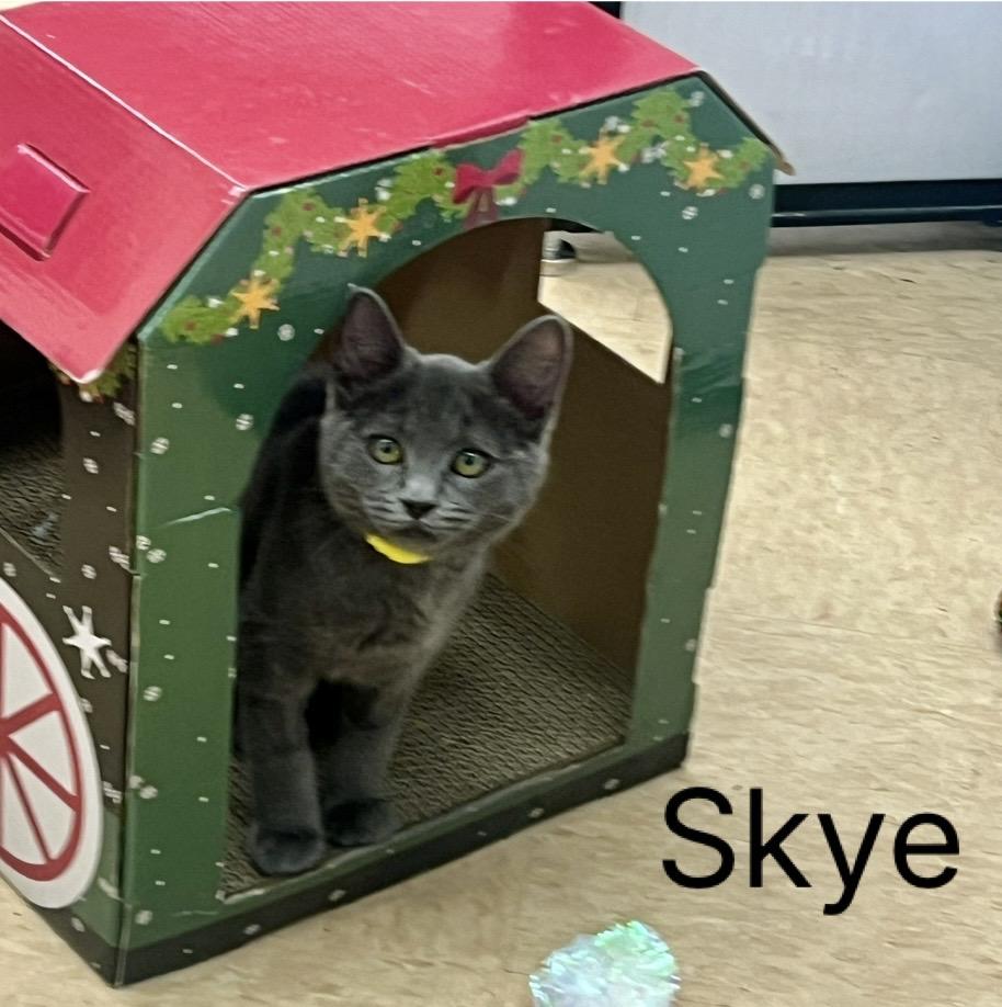 Skye, ADOPTABLE, Kitten Female Russian Blue & Domestic Medium Hair.