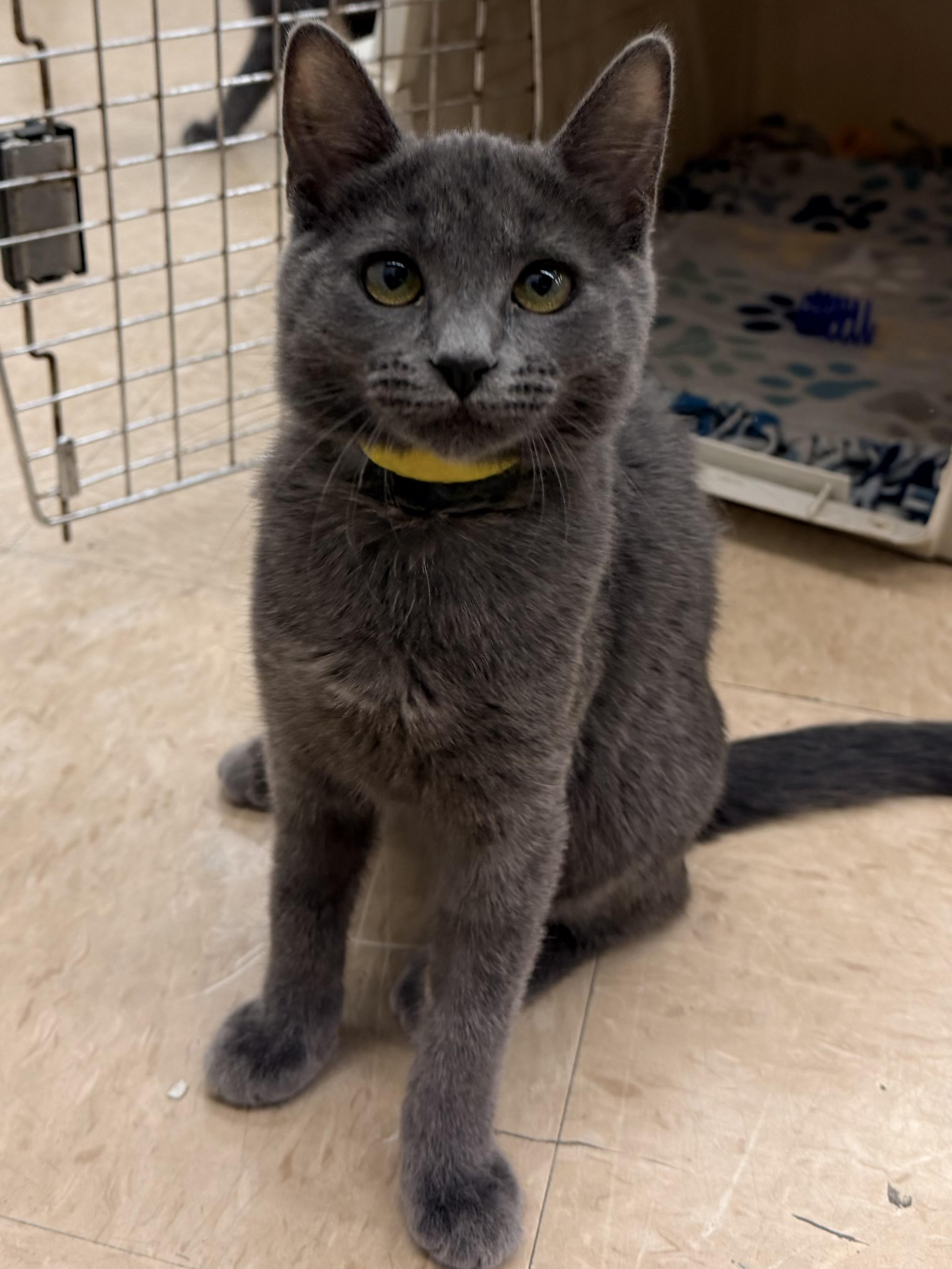 Enlarge Skye, a ADOPTABLE mixed breed in Gilroy, CA image 2/4