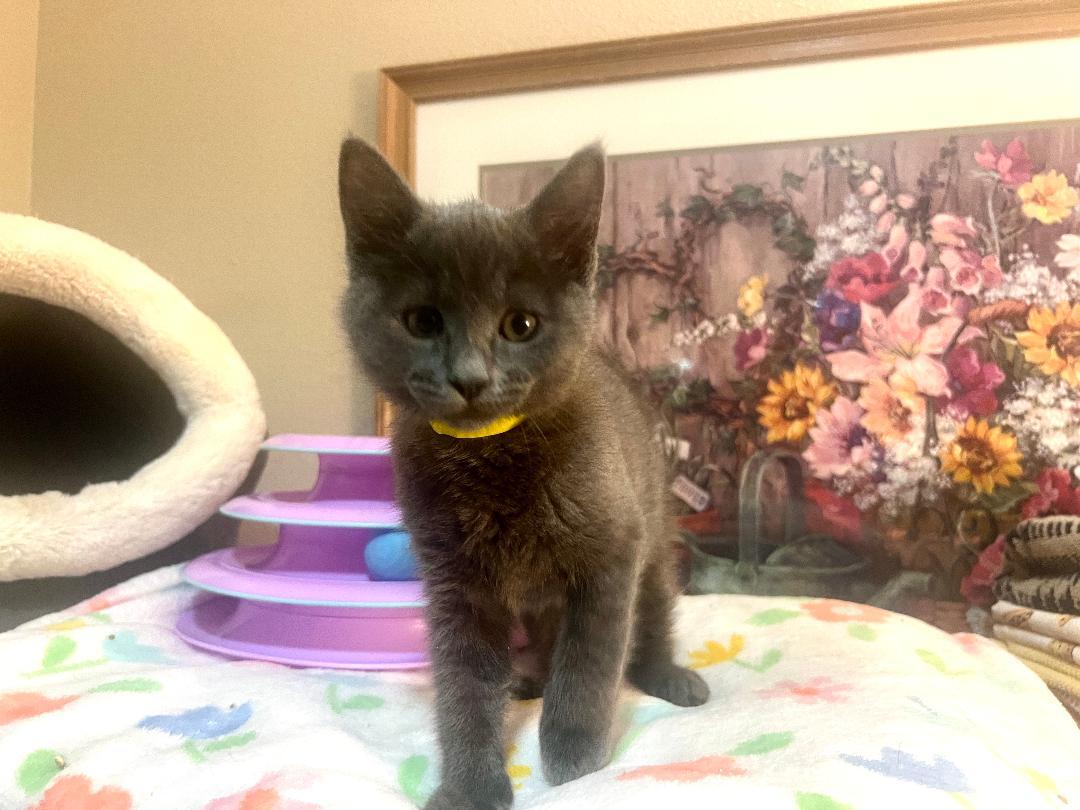 Skye, ADOPTABLE, Kitten Female Russian Blue & Domestic Medium Hair.