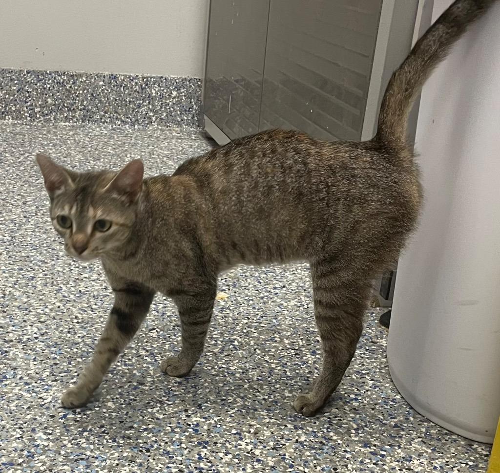 Pure, Adoptable, Young Female Domestic Short Hair.