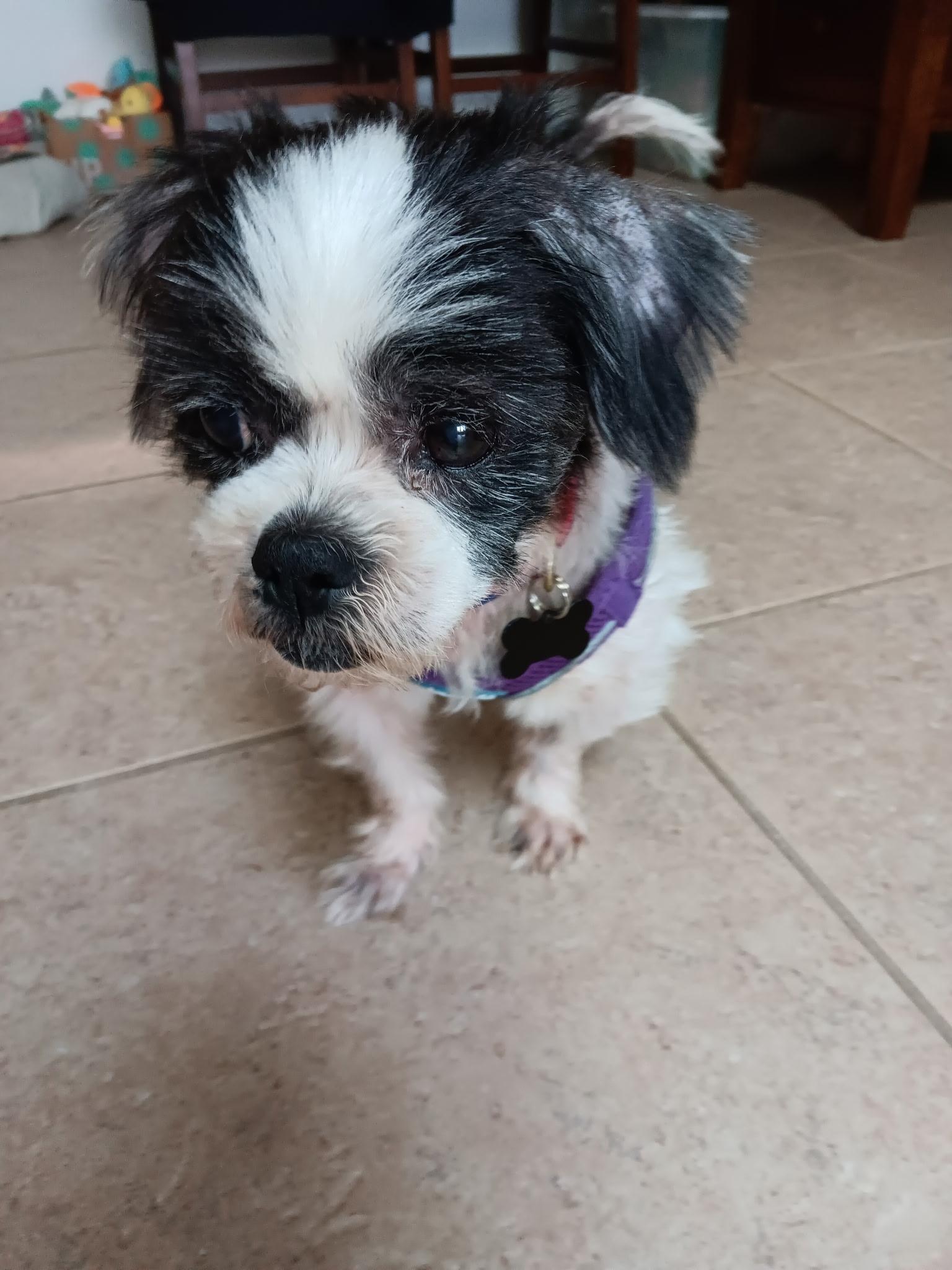 Patrick, a Adopted Shih Tzu in Cape Coral, FL image 1/3