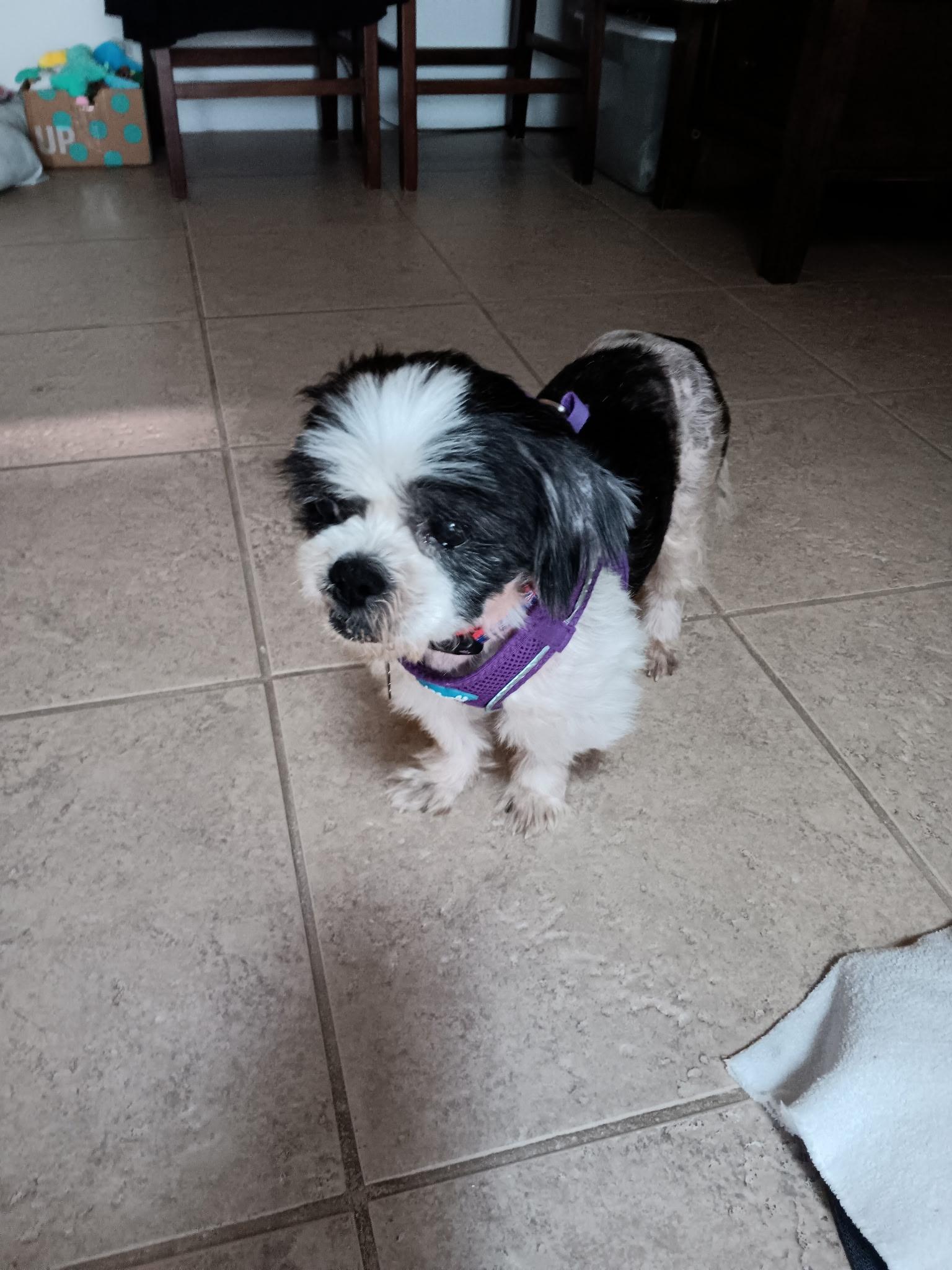 Patrick, a Adopted Shih Tzu in Cape Coral, FL image 2/3