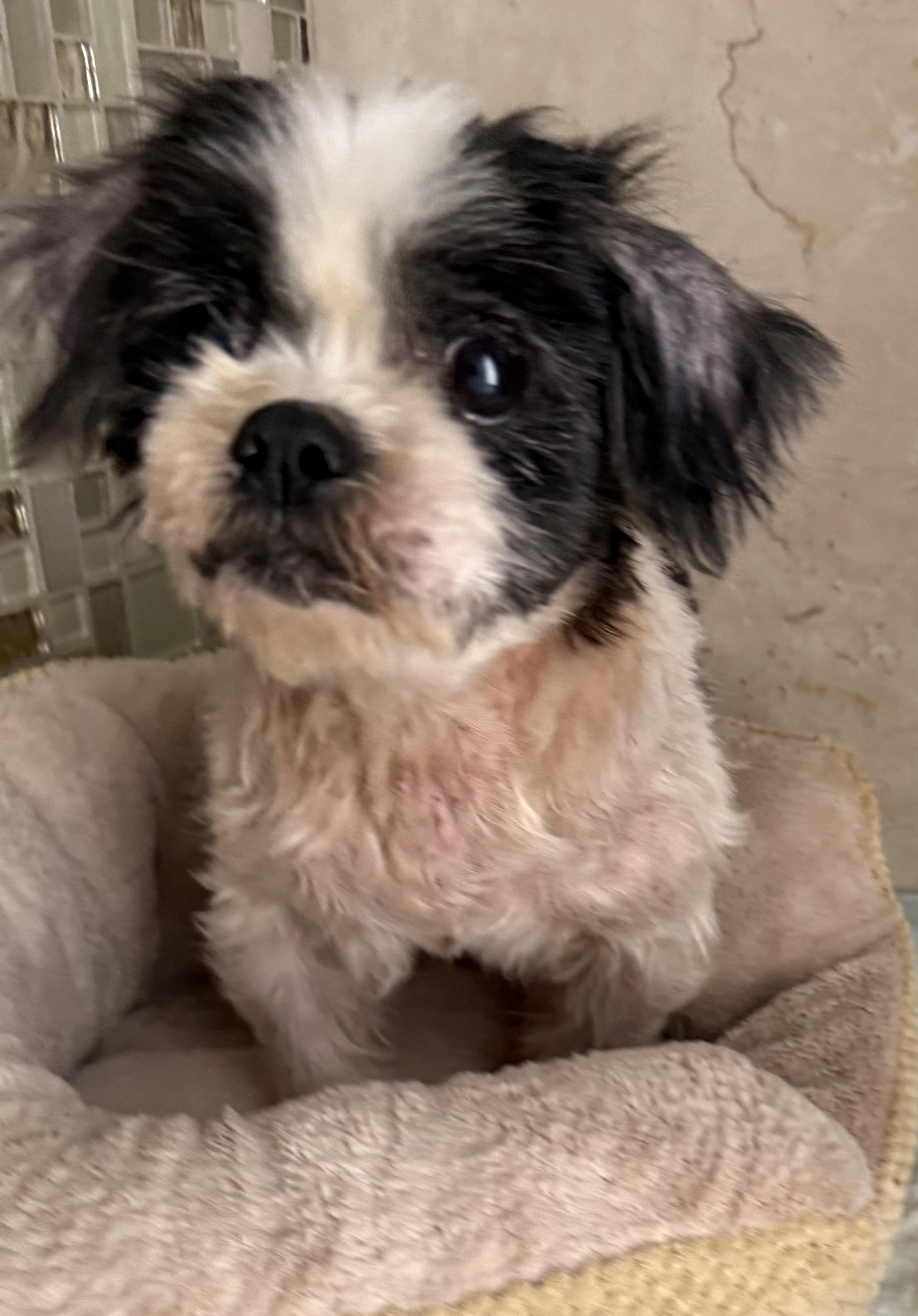 Patrick, a Adopted Shih Tzu in Cape Coral, FL image 3/3