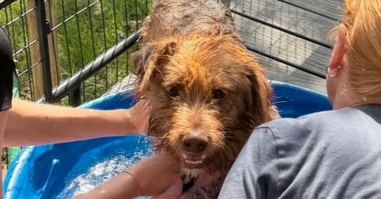 Enlarge Rusty, a Adoptable mixed breed in New Braunfels, TX image 2/3