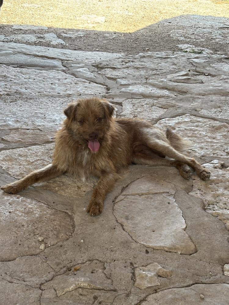 Enlarge Rusty, a Adoptable mixed breed in New Braunfels, TX image 3/3