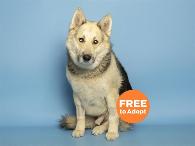 MARCO, Adoptable, Young Male Siberian Husky & German Shepherd Dog.