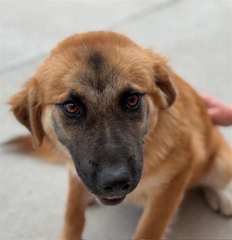 Kyshia, Adopted, Young Female Belgian Shepherd / Laekenois.