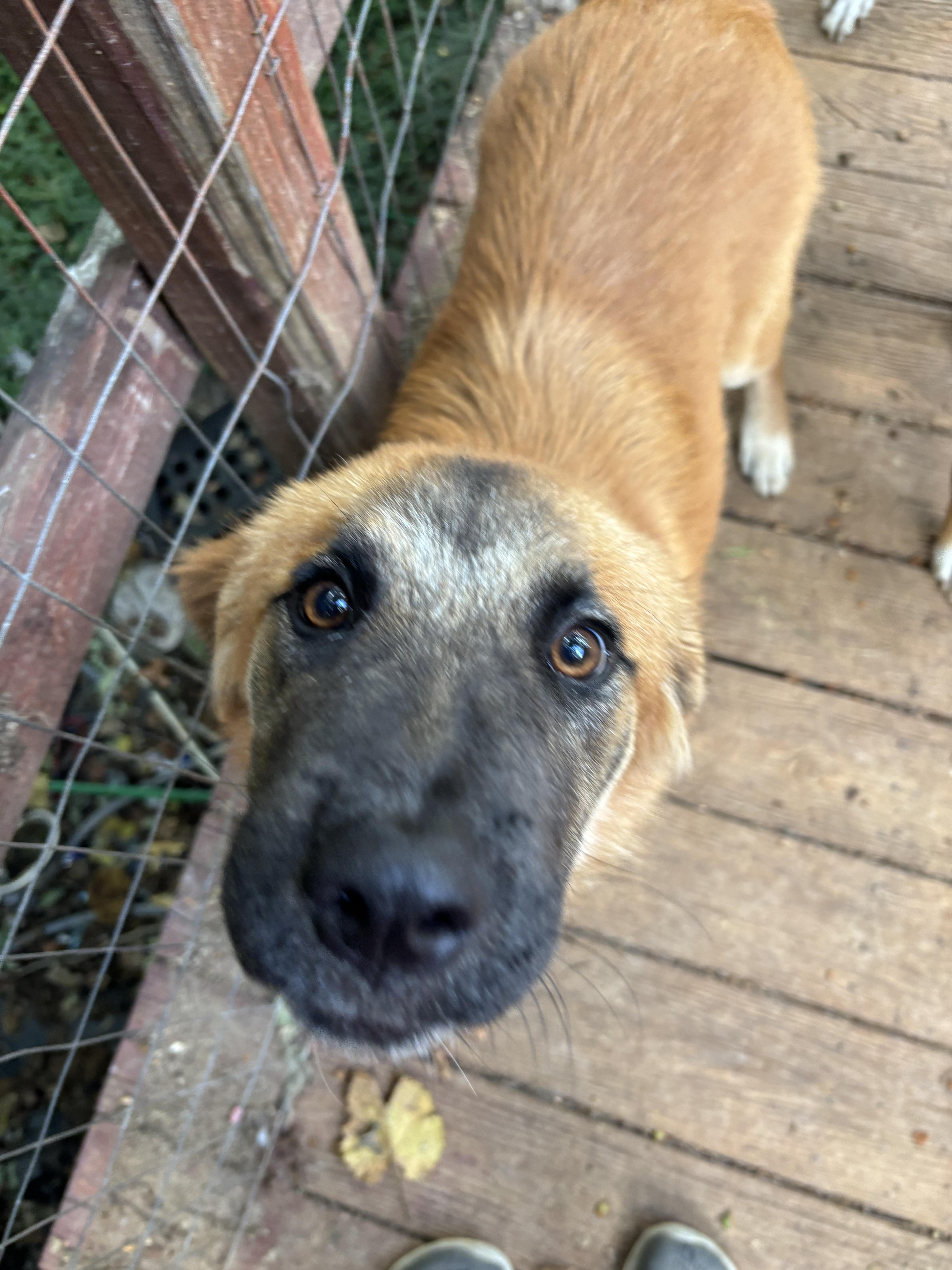 Kyshia, a Adopted mixed breed in Rogers, AR image 2/2