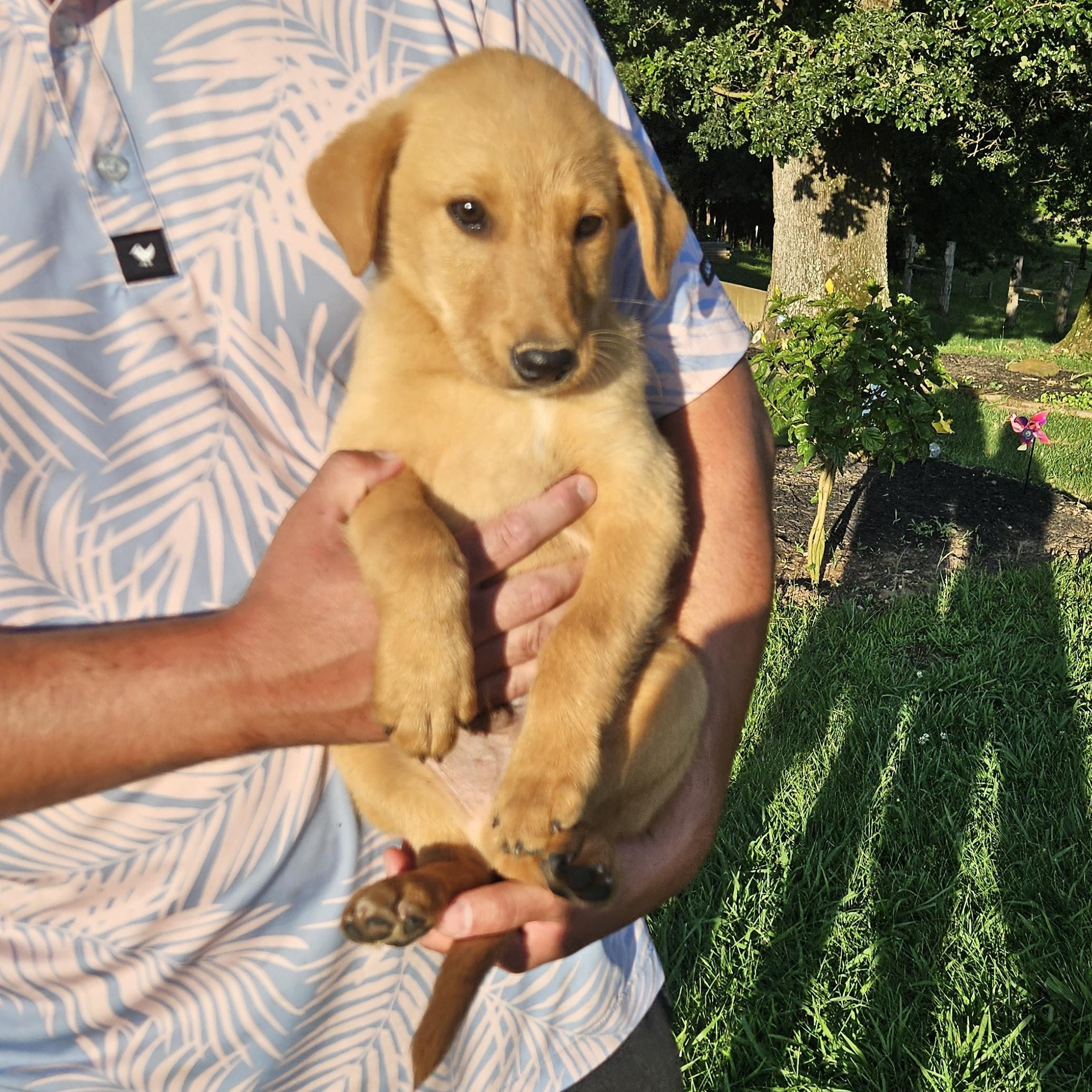 Enlarge Big, an adopted mixed breed in Medfield, MA image 1/6