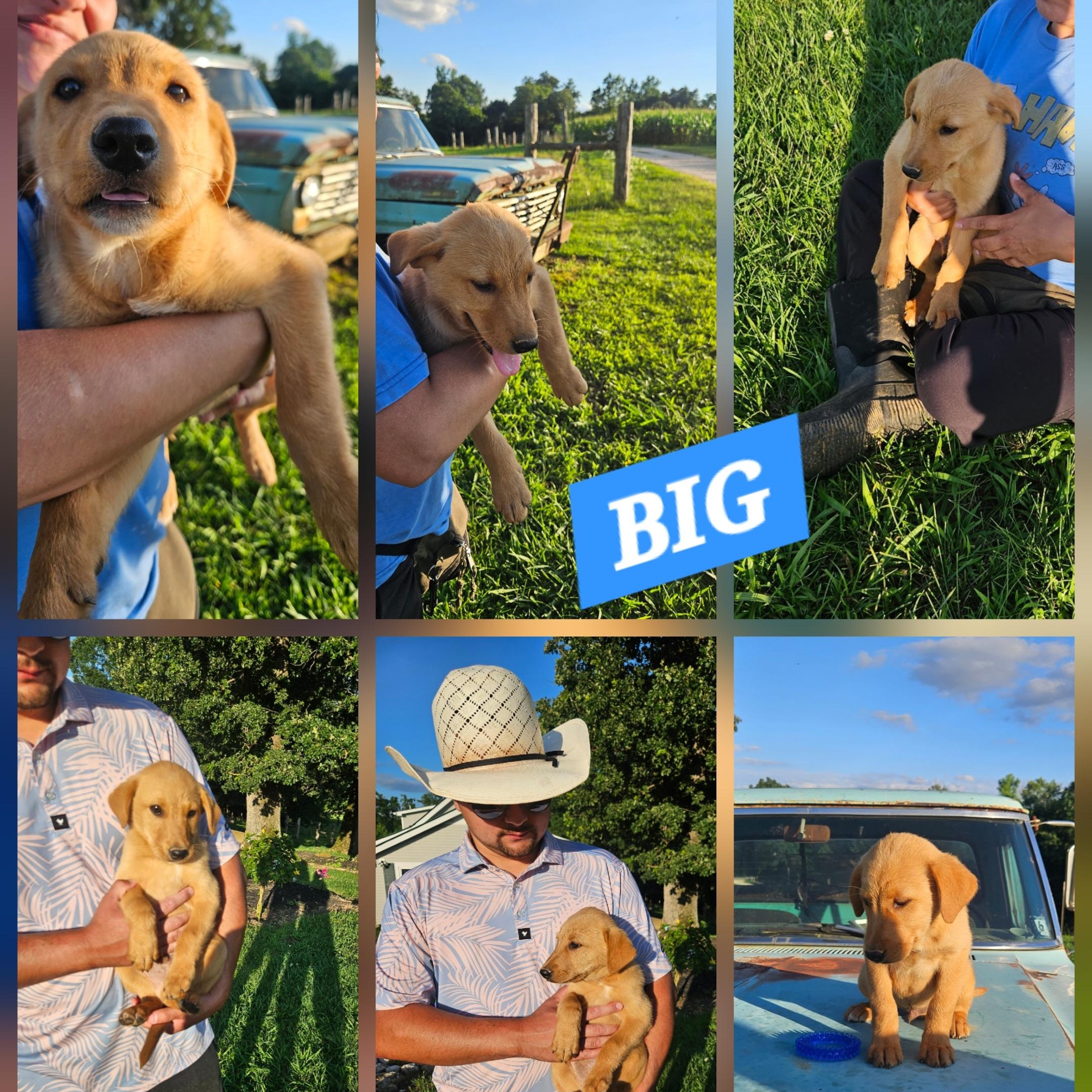 Enlarge Big, an adopted mixed breed in Medfield, MA image 4/6