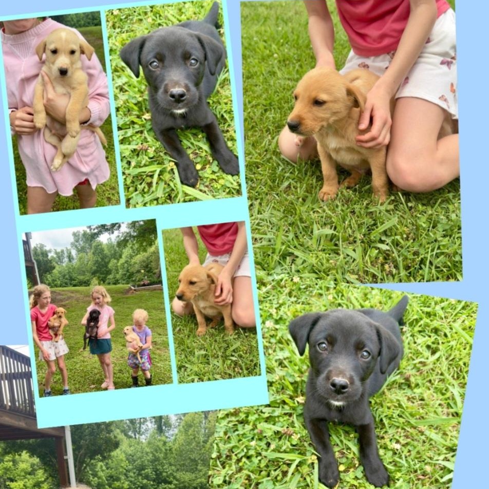 Enlarge Big, an adopted mixed breed in Medfield, MA image 5/6