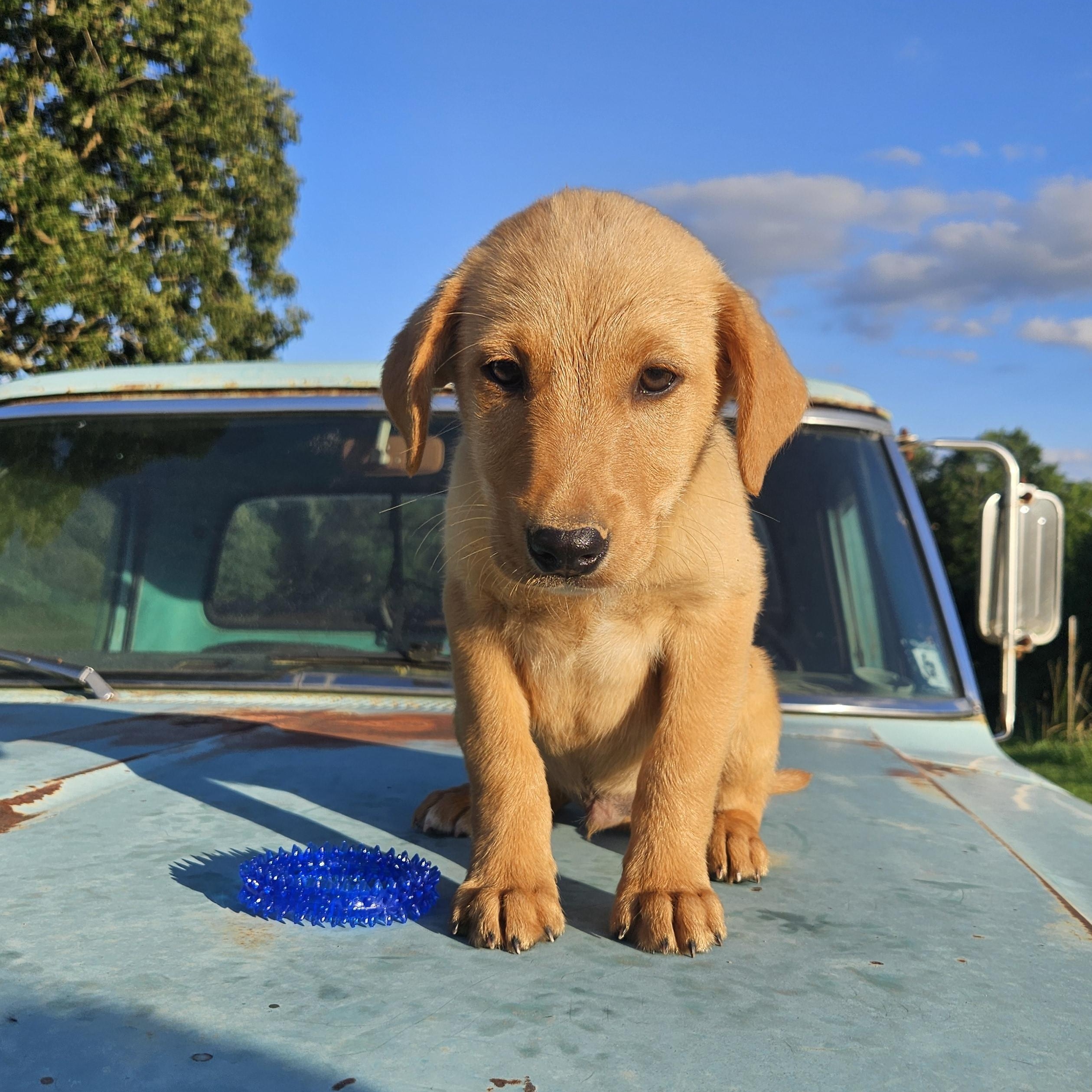 Enlarge Big, an adopted mixed breed in Medfield, MA image 3/6