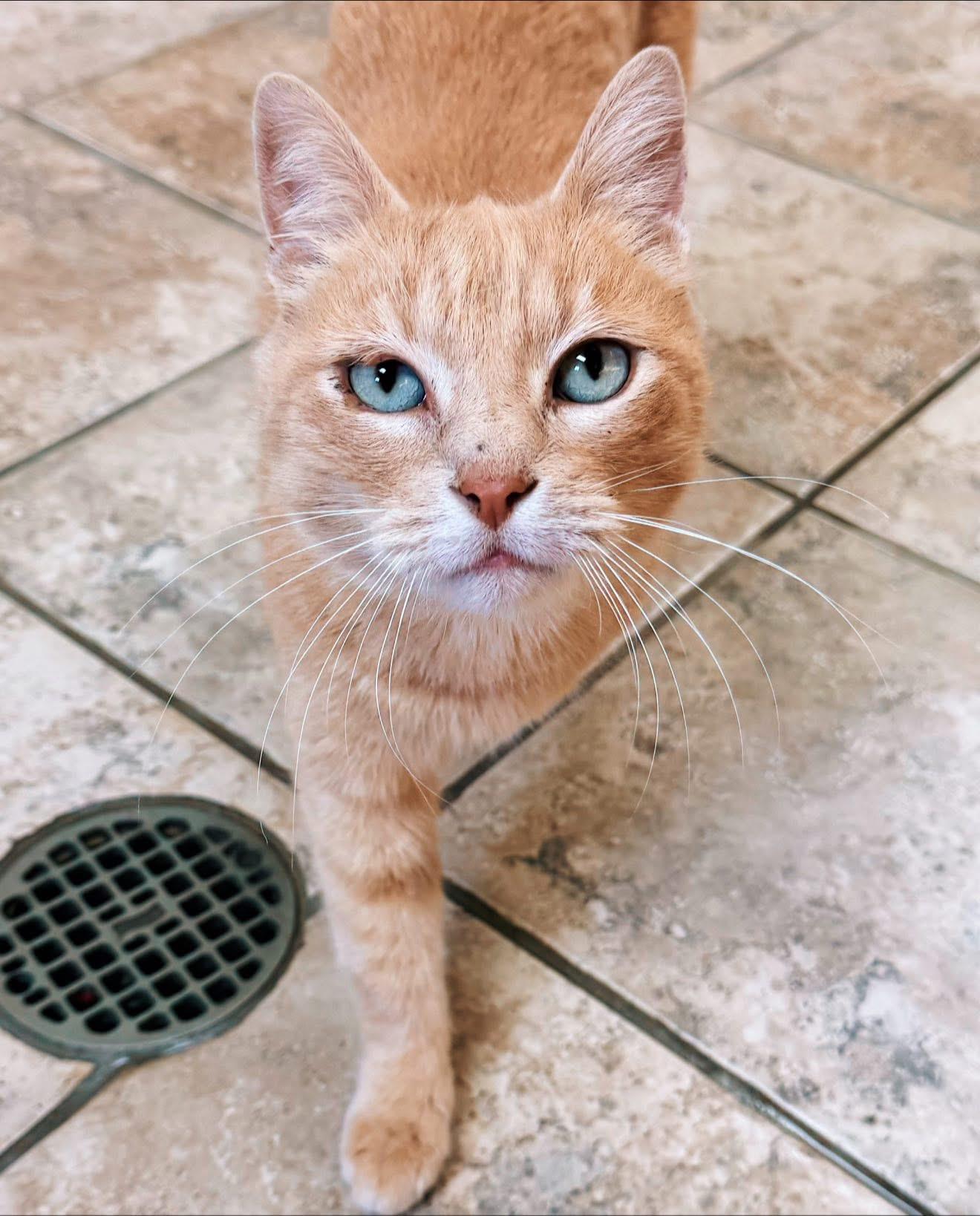 Enlarge Gilbert, a Adoptable Domestic Short Hair in Hays, KS image 1/5