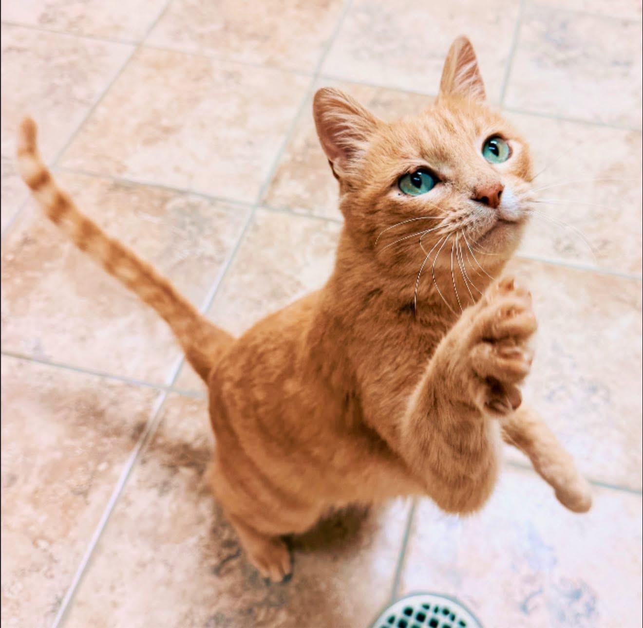 Enlarge Gilbert, a Adoptable Domestic Short Hair in Hays, KS image 2/5