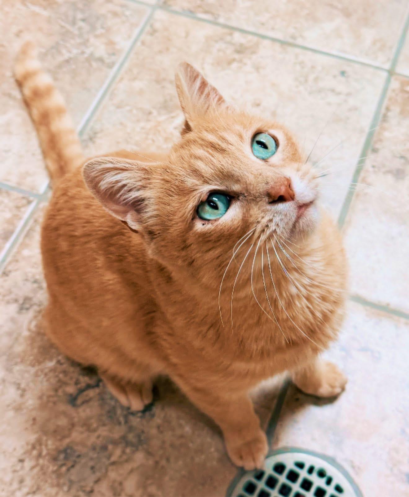 Enlarge Gilbert, a Adoptable Domestic Short Hair in Hays, KS image 3/5