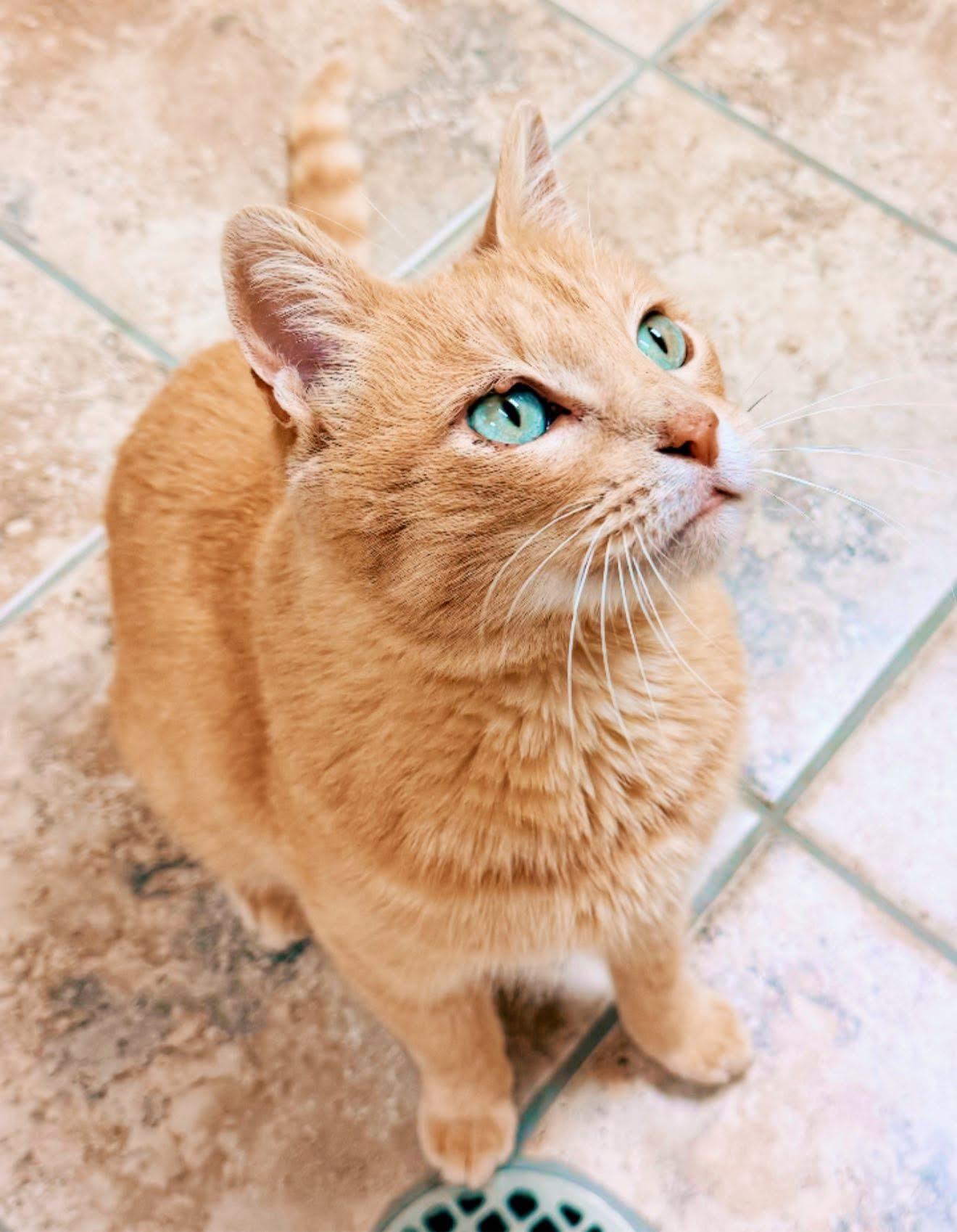 Enlarge Gilbert, a Adoptable Domestic Short Hair in Hays, KS image 4/5