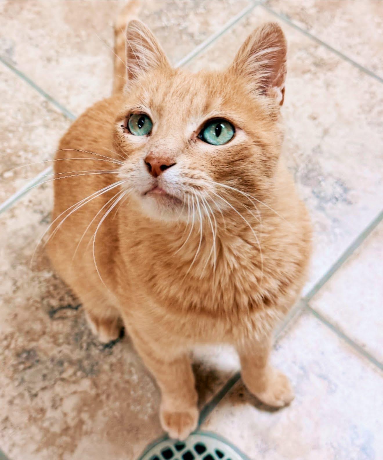 Enlarge Gilbert, a Adoptable Domestic Short Hair in Hays, KS image 5/5