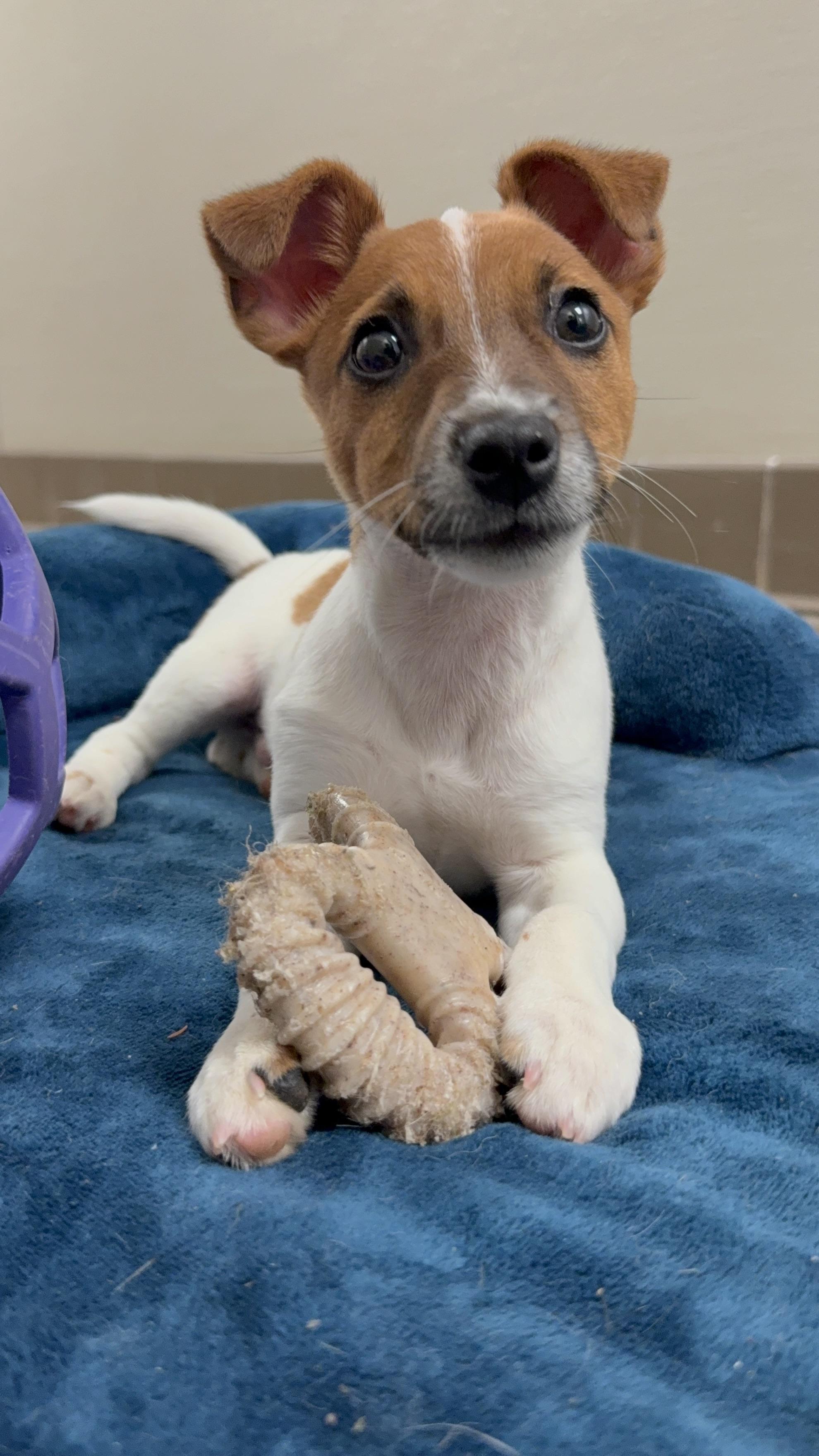Enlarge Duke, a ADOPTABLE Jack Russell Terrier in Clinton, PA image 4/6