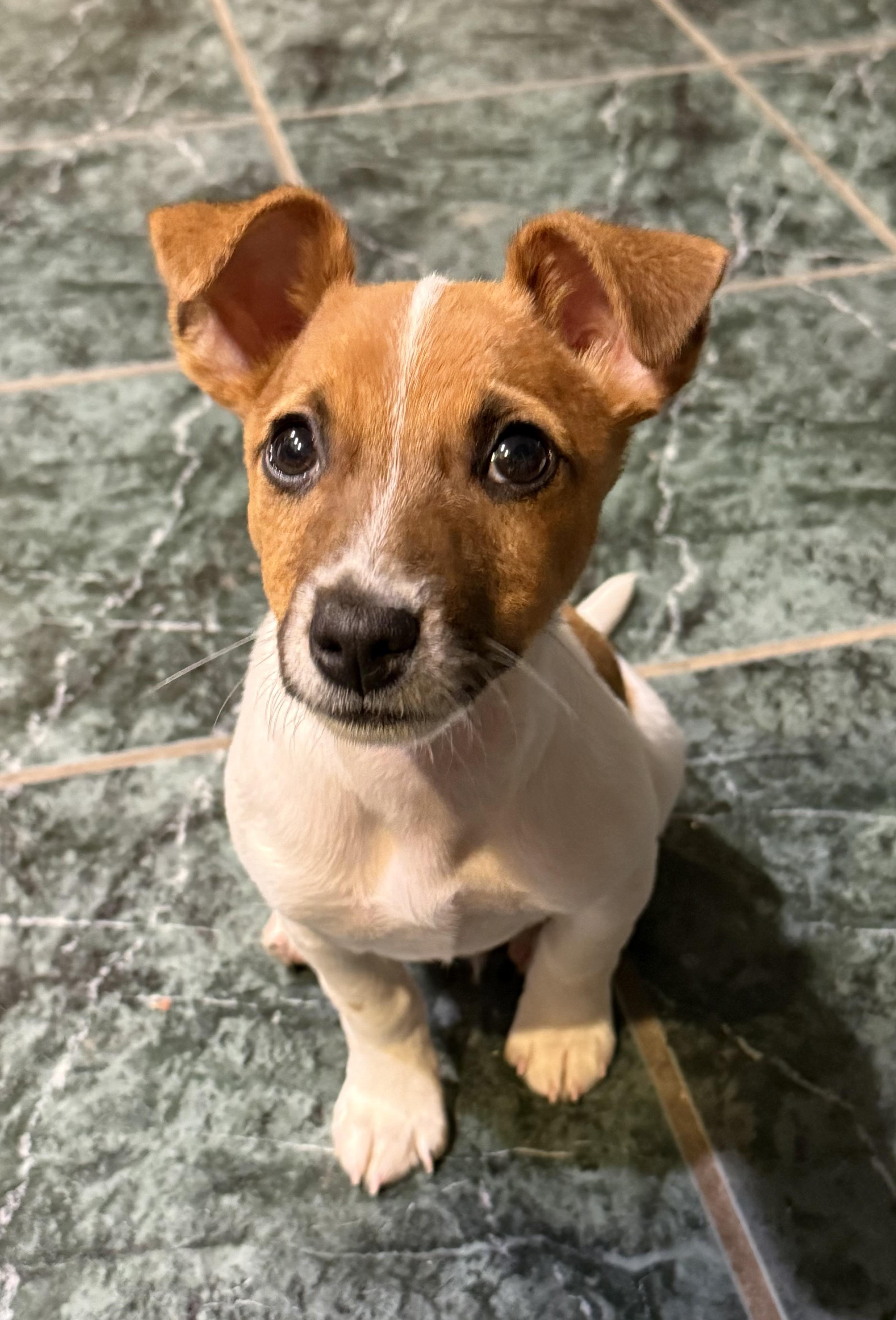 Duke, ADOPTABLE, Puppy Male Jack Russell Terrier.
