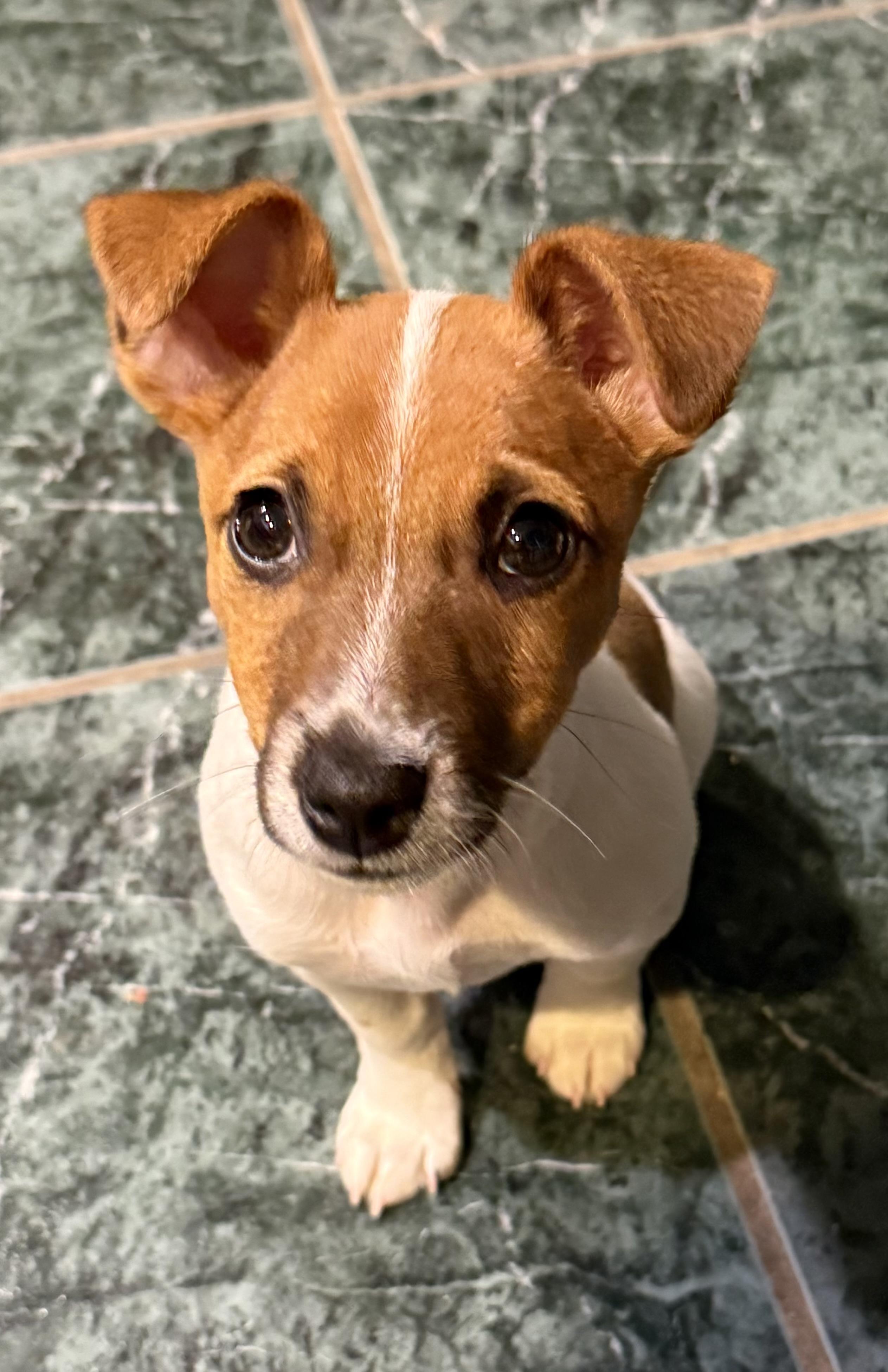 Enlarge Duke, a ADOPTABLE Jack Russell Terrier in Clinton, PA image 5/6