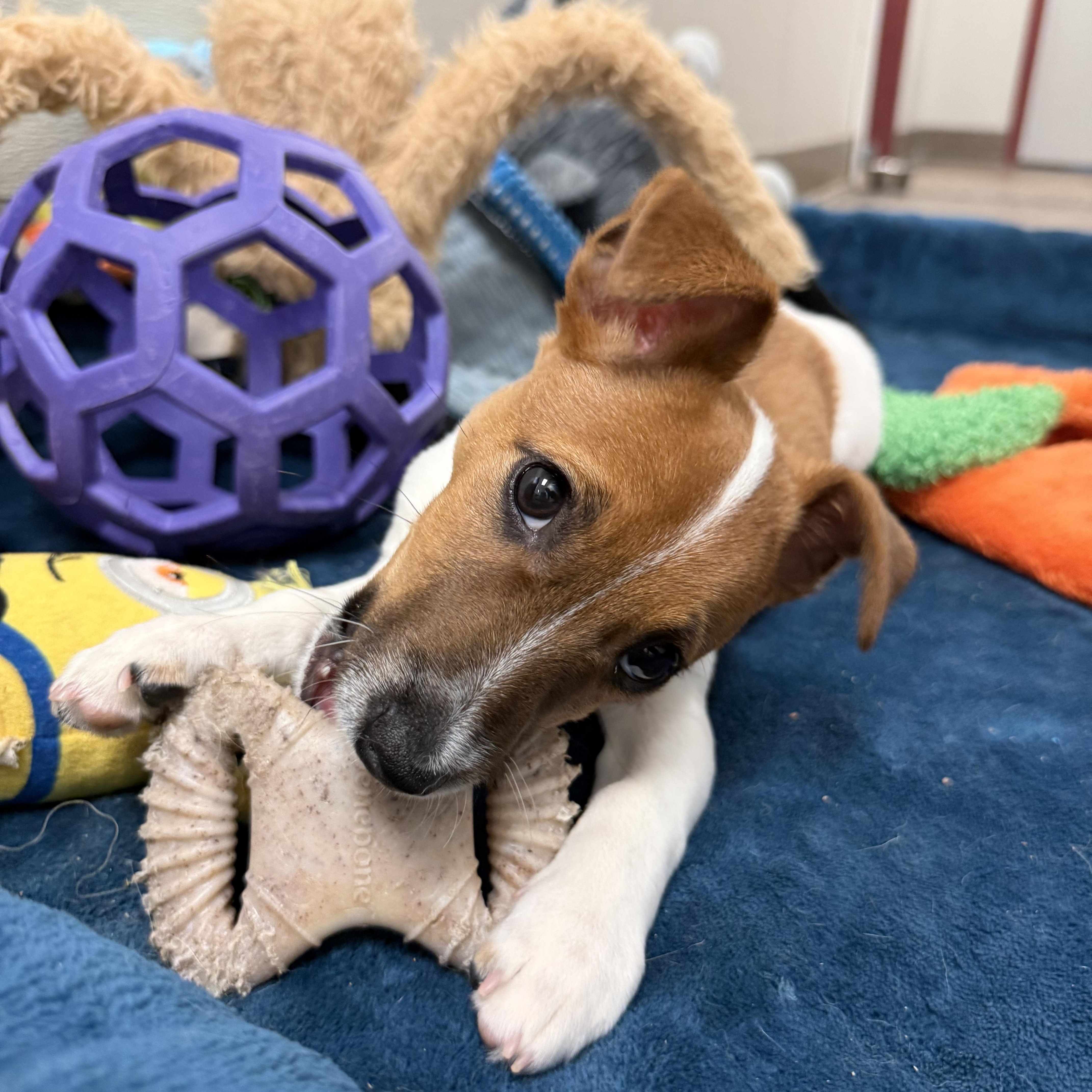 Enlarge Duke, a ADOPTABLE Jack Russell Terrier in Clinton, PA image 2/6