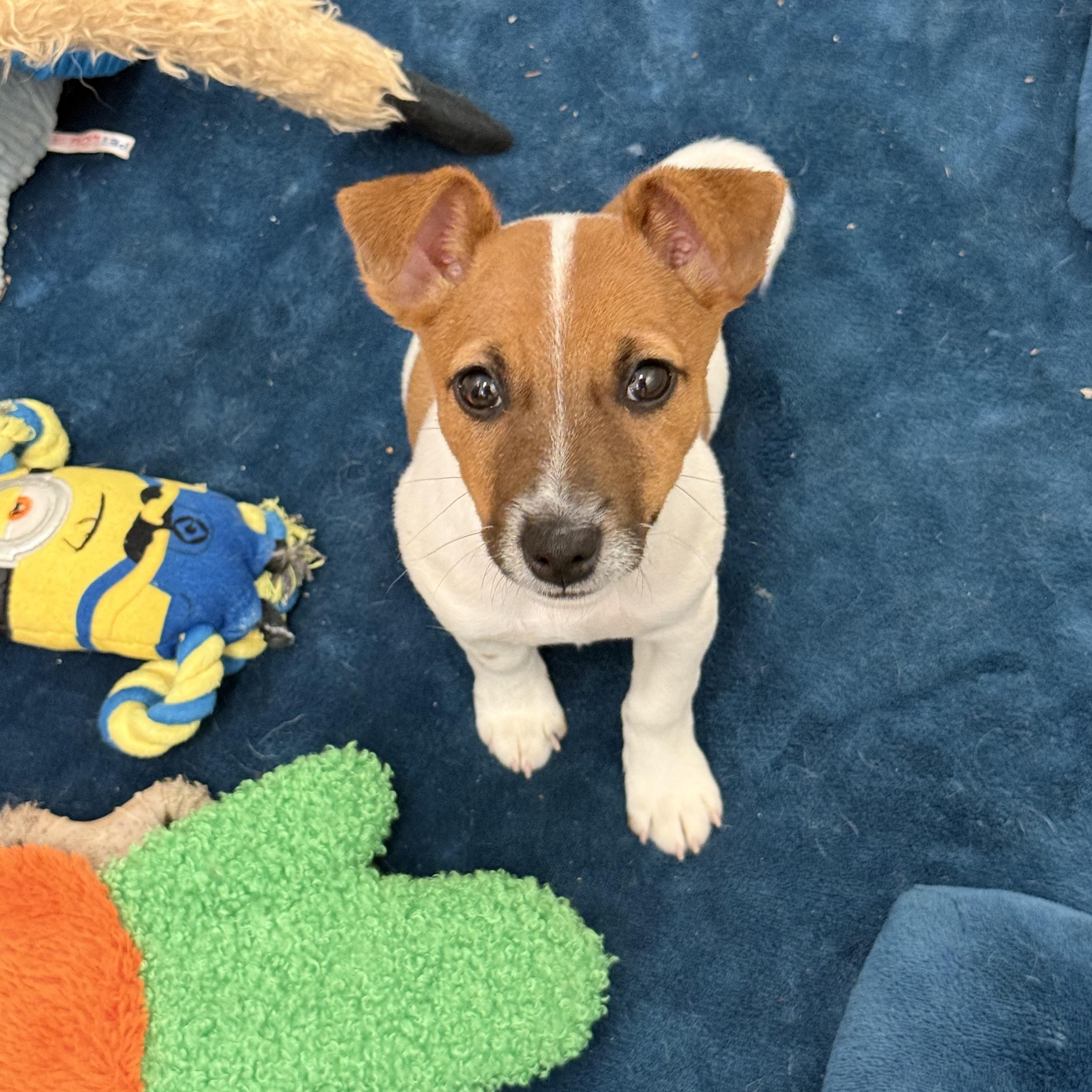 Enlarge Duke, a ADOPTABLE Jack Russell Terrier in Clinton, PA image 3/6