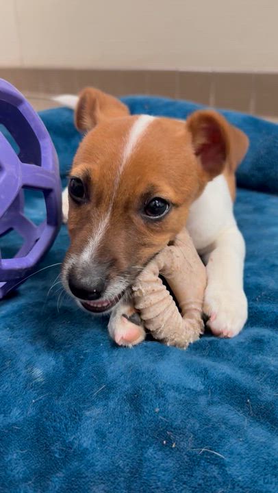 Enlarge Duke, a ADOPTABLE Jack Russell Terrier in Clinton, PA video 6/6