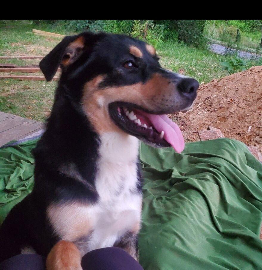 Enlarge zz Bogart, a Adoptable mixed breed in Candler, NC image 1/3