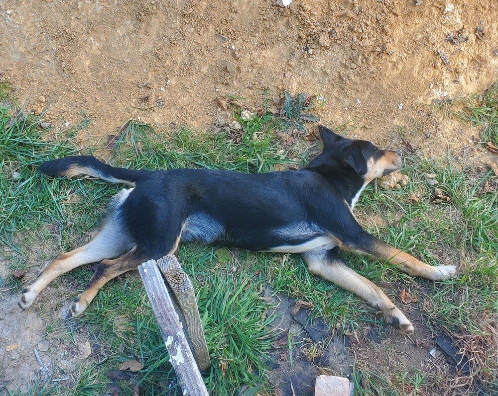 Enlarge zz Bogart, a Adoptable mixed breed in Candler, NC image 2/3