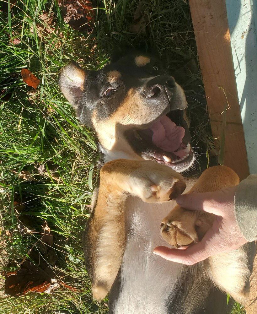 Enlarge zz Bogart, a Adoptable mixed breed in Candler, NC image 3/3