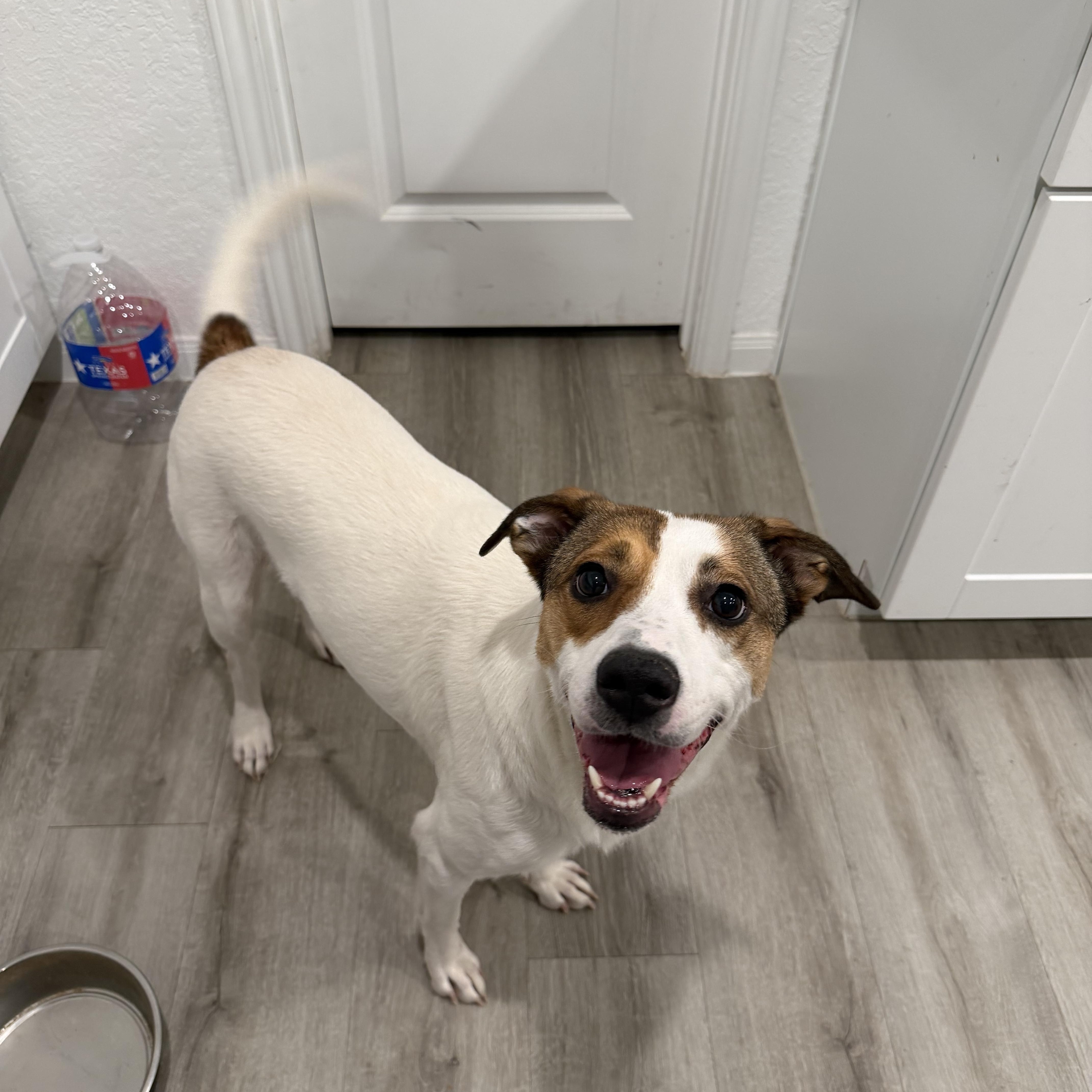 Artie, Adoptable, Adult Female Terrier.