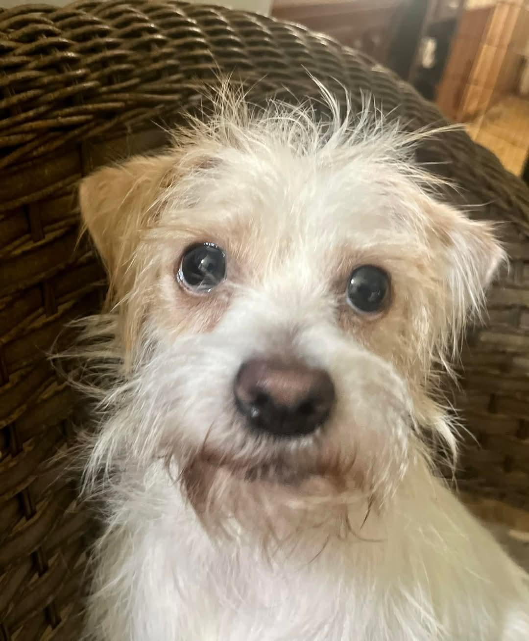 Reggie, Adoptable, Adult Male Border Terrier.