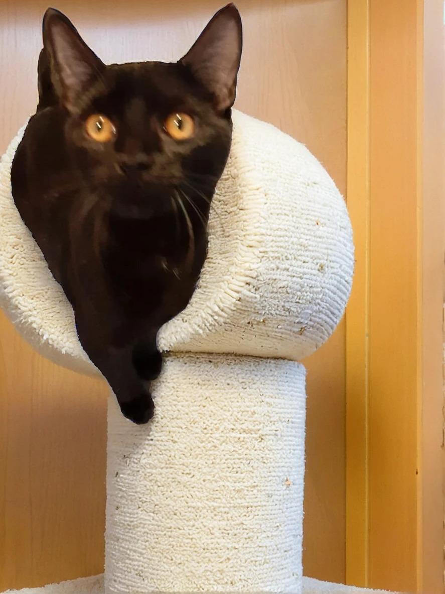 Enlarge Raven, a Adoptable Domestic Short Hair in Antioch, CA image 1/1