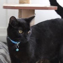 Enlarge Slush, an adoptable Domestic Short Hair in Greensburg, PA image 2/3