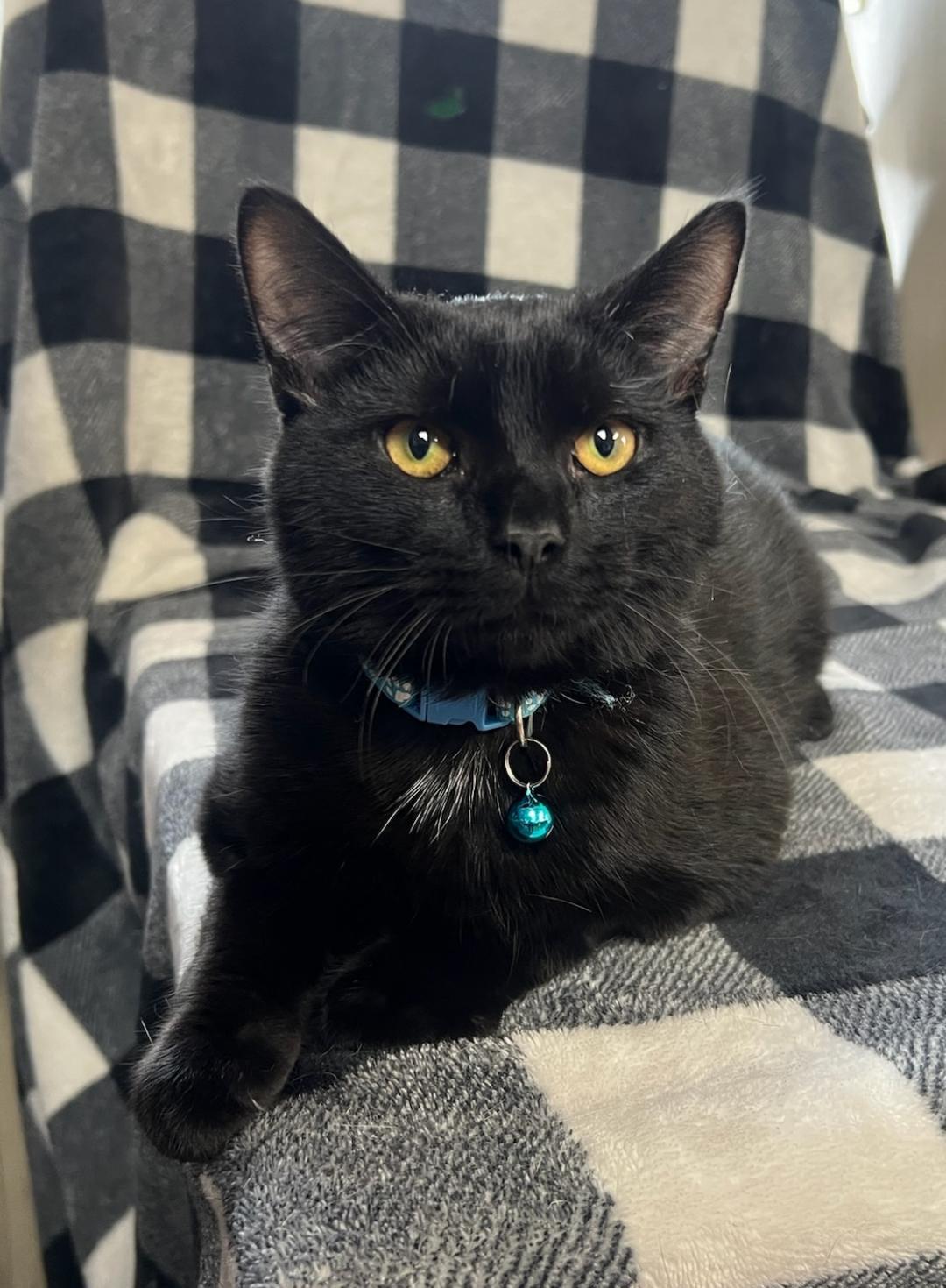 Enlarge Slush, an adoptable Domestic Short Hair in Greensburg, PA image 1/3