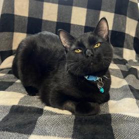 Enlarge Slush, an adoptable Domestic Short Hair in Greensburg, PA image 3/3