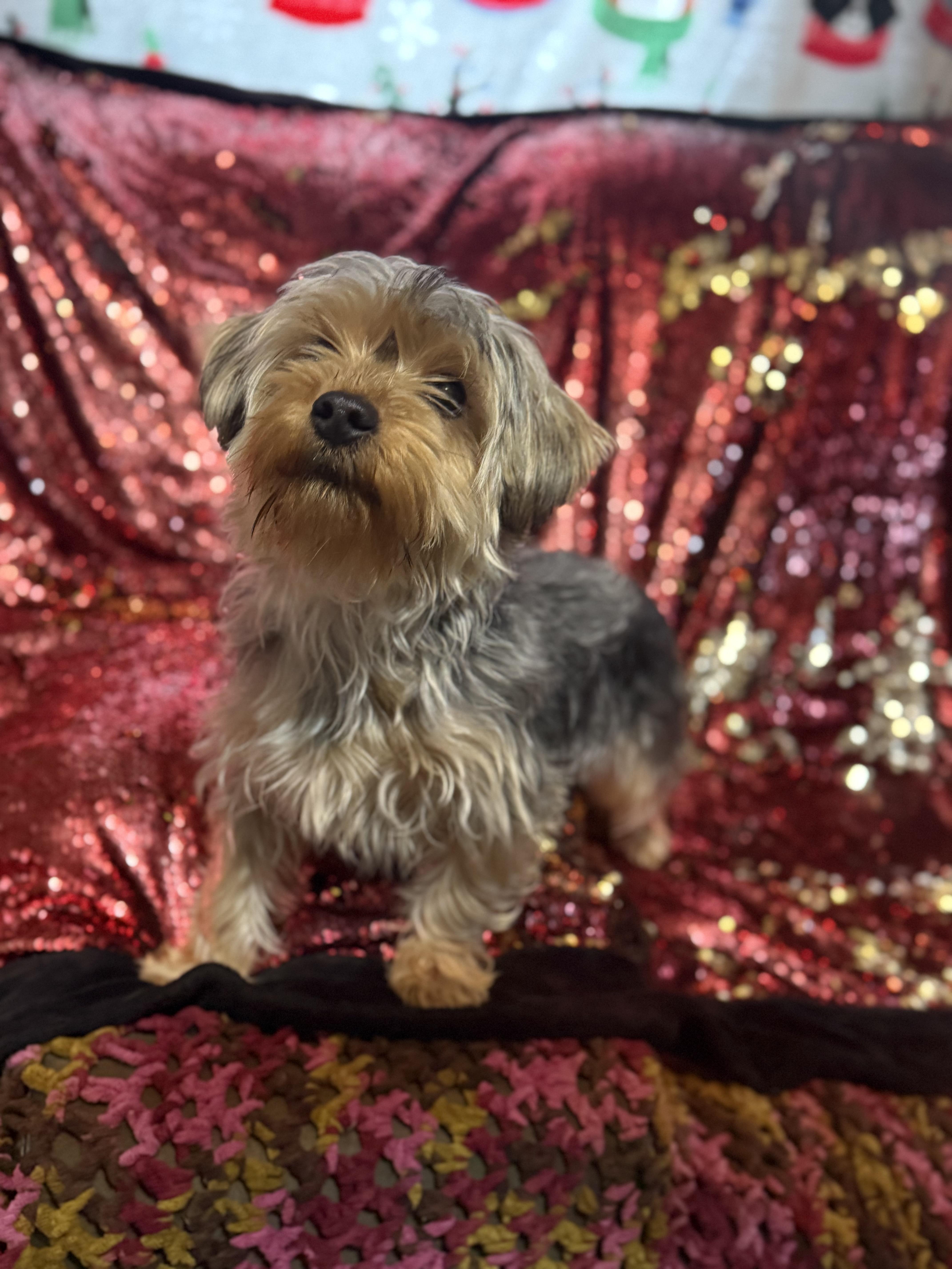 Enlarge Capone, an adopted Yorkshire Terrier in Delmar, NY image 2/3