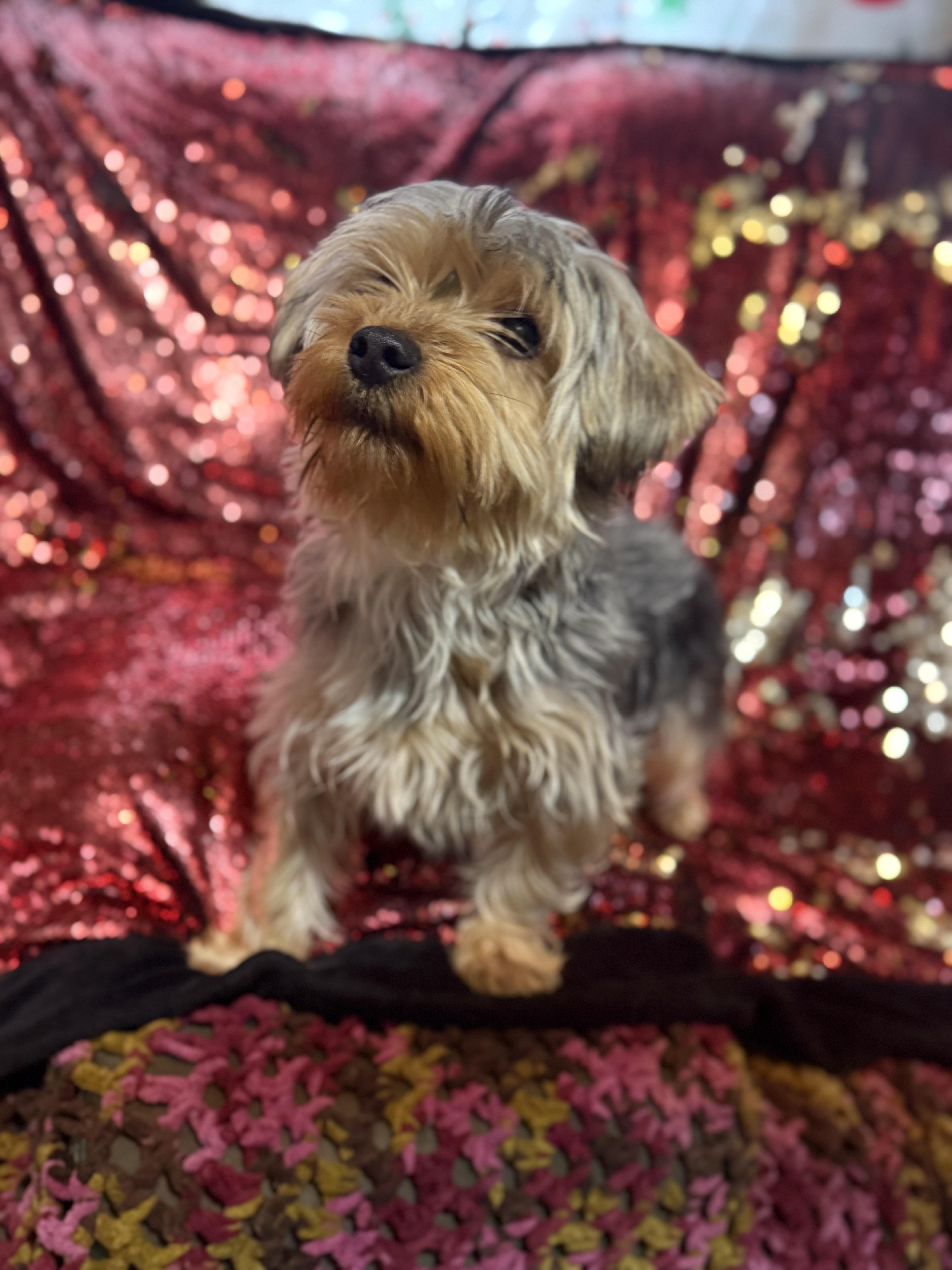 Enlarge Capone, an adopted Yorkshire Terrier in Delmar, NY image 3/3